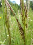 Trisetum sibiricum