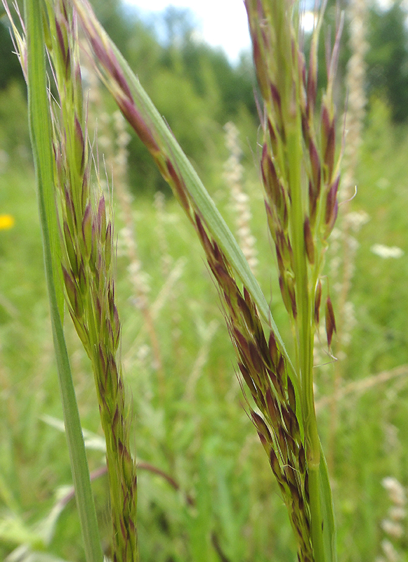 Image of Trisetum sibiricum specimen.
