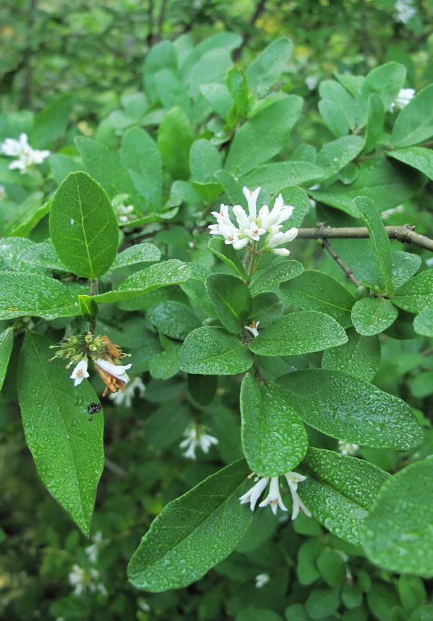Image of Ligustrum yezoense specimen.