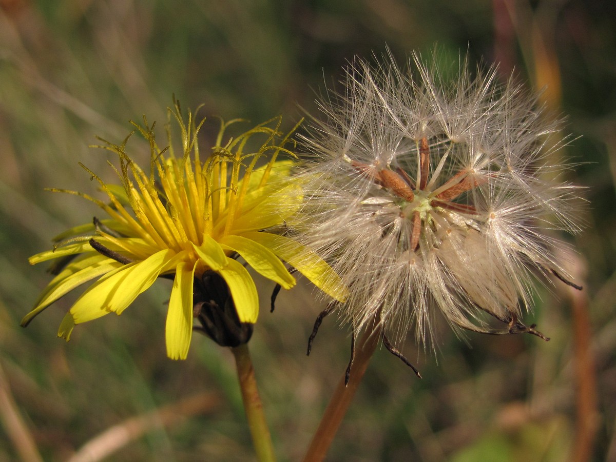 Image of Taraxacum perenne specimen.