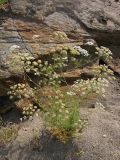 Astrodaucus littoralis. Цветущее и плодоносящее растение. Крым, окр. Коктебеля, бухта Тихая. 21 июня 2009 г.