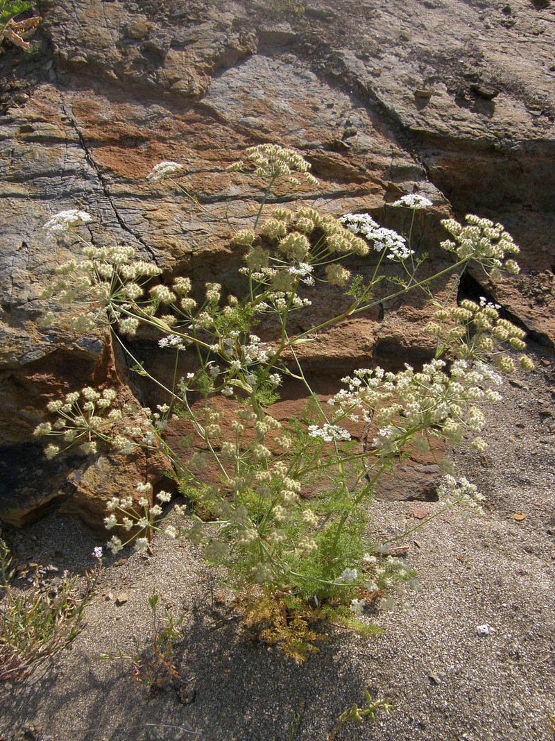 Изображение особи Astrodaucus littoralis.