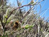 genus Salix