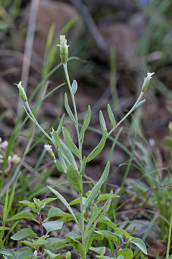 Image of Chardinia orientalis specimen.