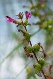 Pedicularis palustris. Верхушка отцветающего растения. Карелия, берег оз. Елмозеро. 14.07.2011.