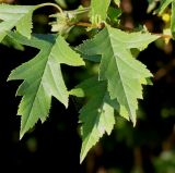 род Crataegus