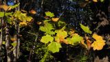 Sorbus torminalis. Ветвь с частично пожелтевшими листьями. Краснодарский край, Крымский р-н, окр. станицы Нижнебаканская, обочина горно-лесной дороги. 22.09.2013.