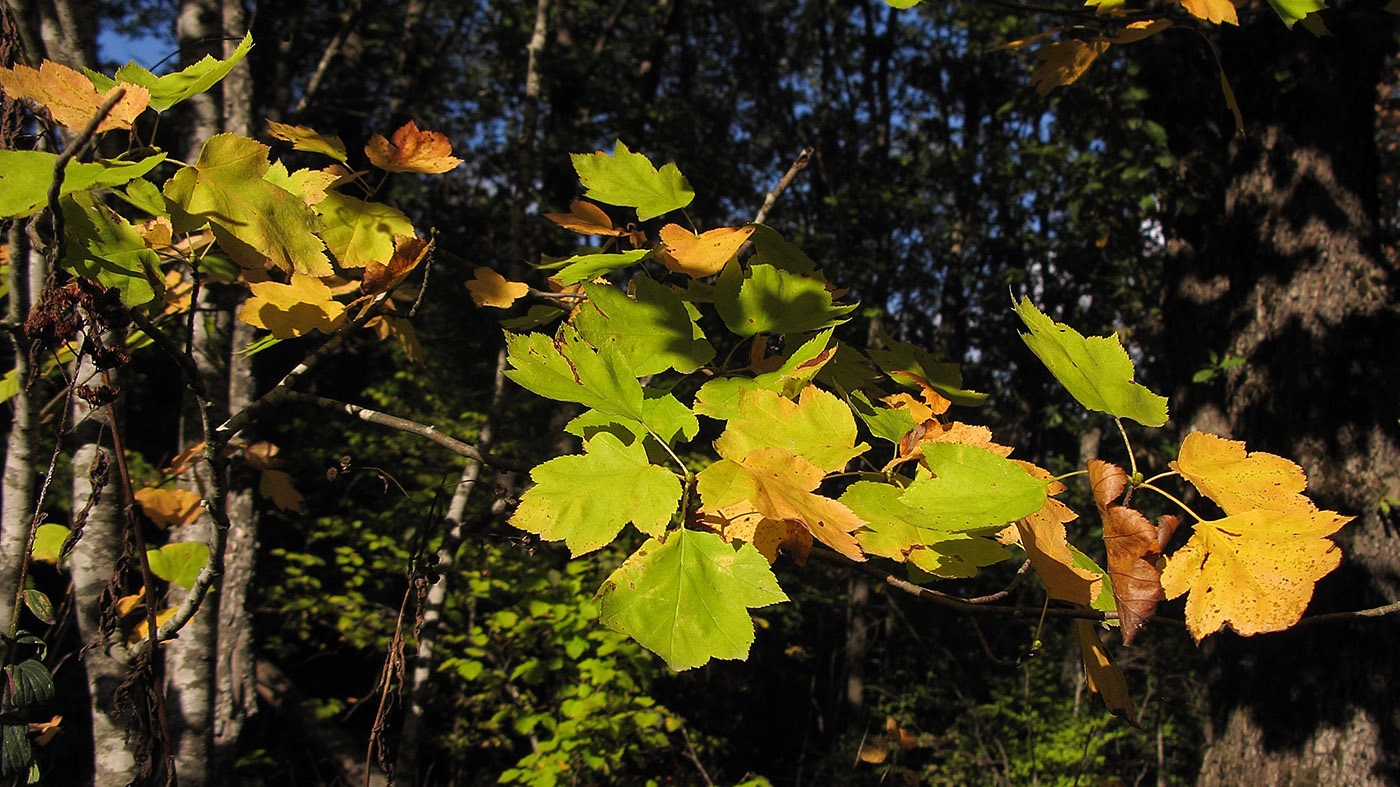 Image of Sorbus torminalis specimen.