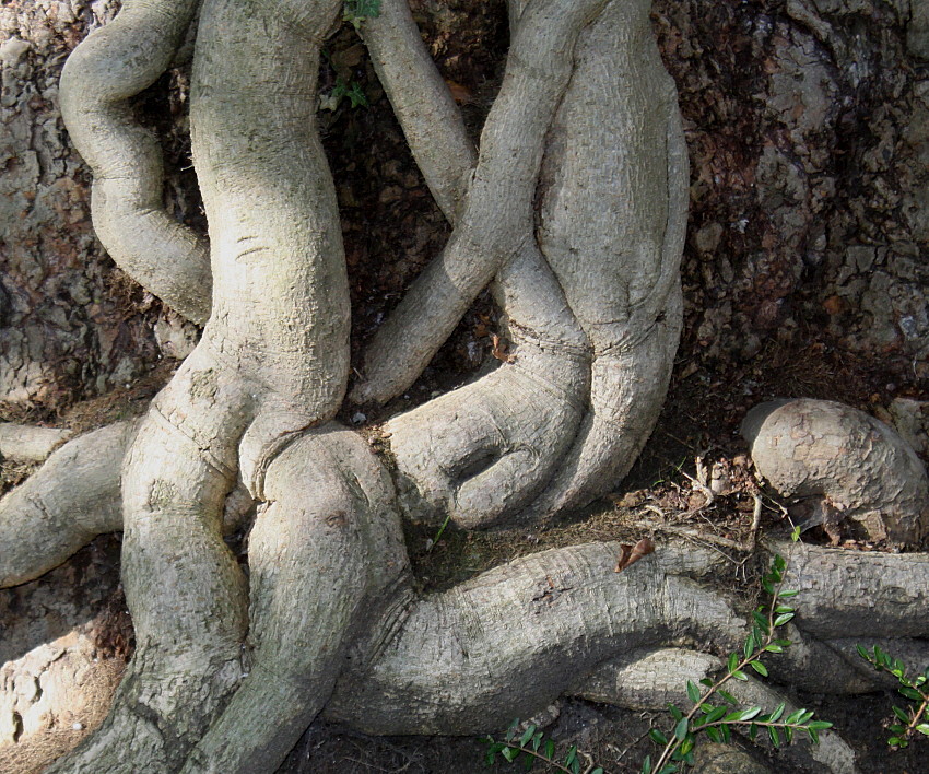 Image of Hedera helix specimen.