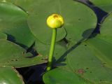 Nuphar lutea