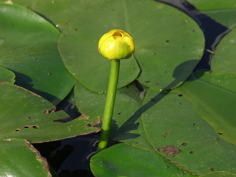 Image of Nuphar lutea specimen.