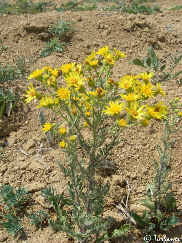 Изображение особи Senecio jacobaea.