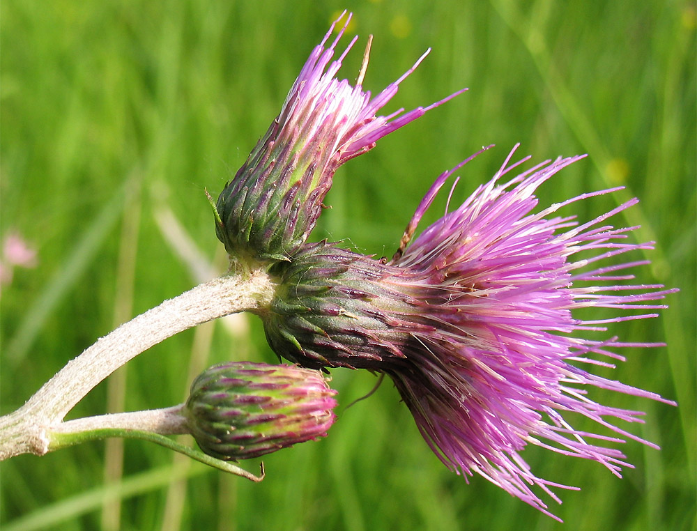 Image of Cirsium rivulare specimen.