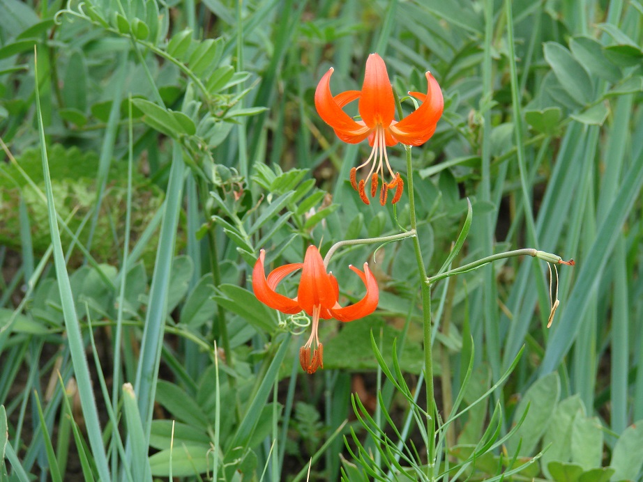 Image of Lilium pumilum specimen.