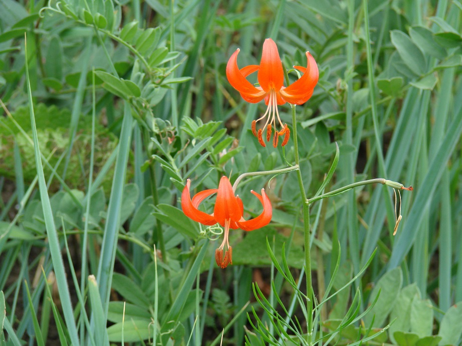 Изображение особи Lilium pumilum.