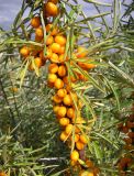 Hippophae rhamnoides
