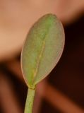 Moringa peregrina