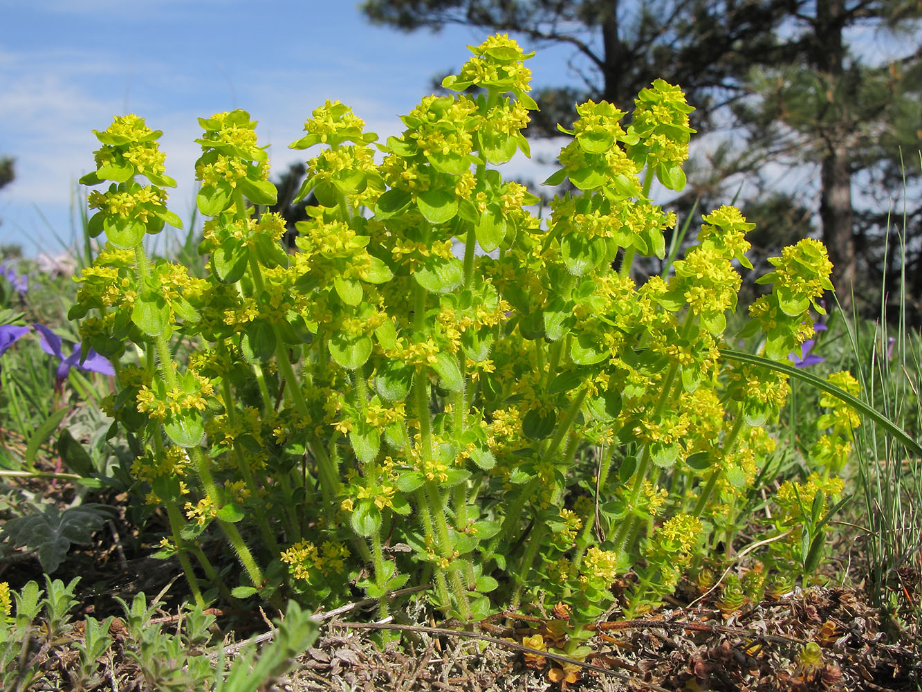 Image of Cruciata laevipes specimen.