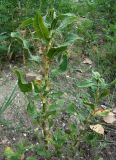 Persicaria lapathifolia