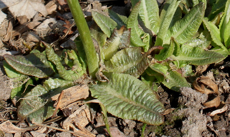 Image of Primula denticulata specimen.