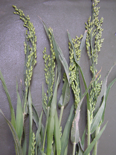 Image of Panicum miliaceum ssp. ruderale specimen.