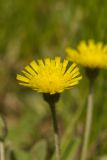 Pilosella officinarum. Цветок. Молдова, Кишинев, Ботанический сад АН Молдовы. 07.05.2014.