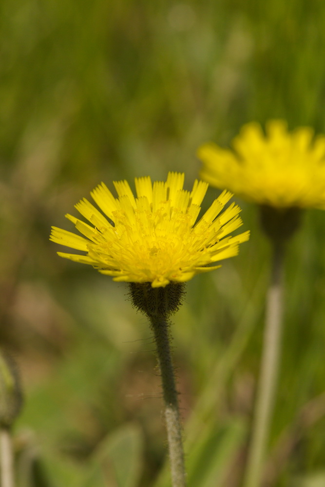 Изображение особи Pilosella officinarum.