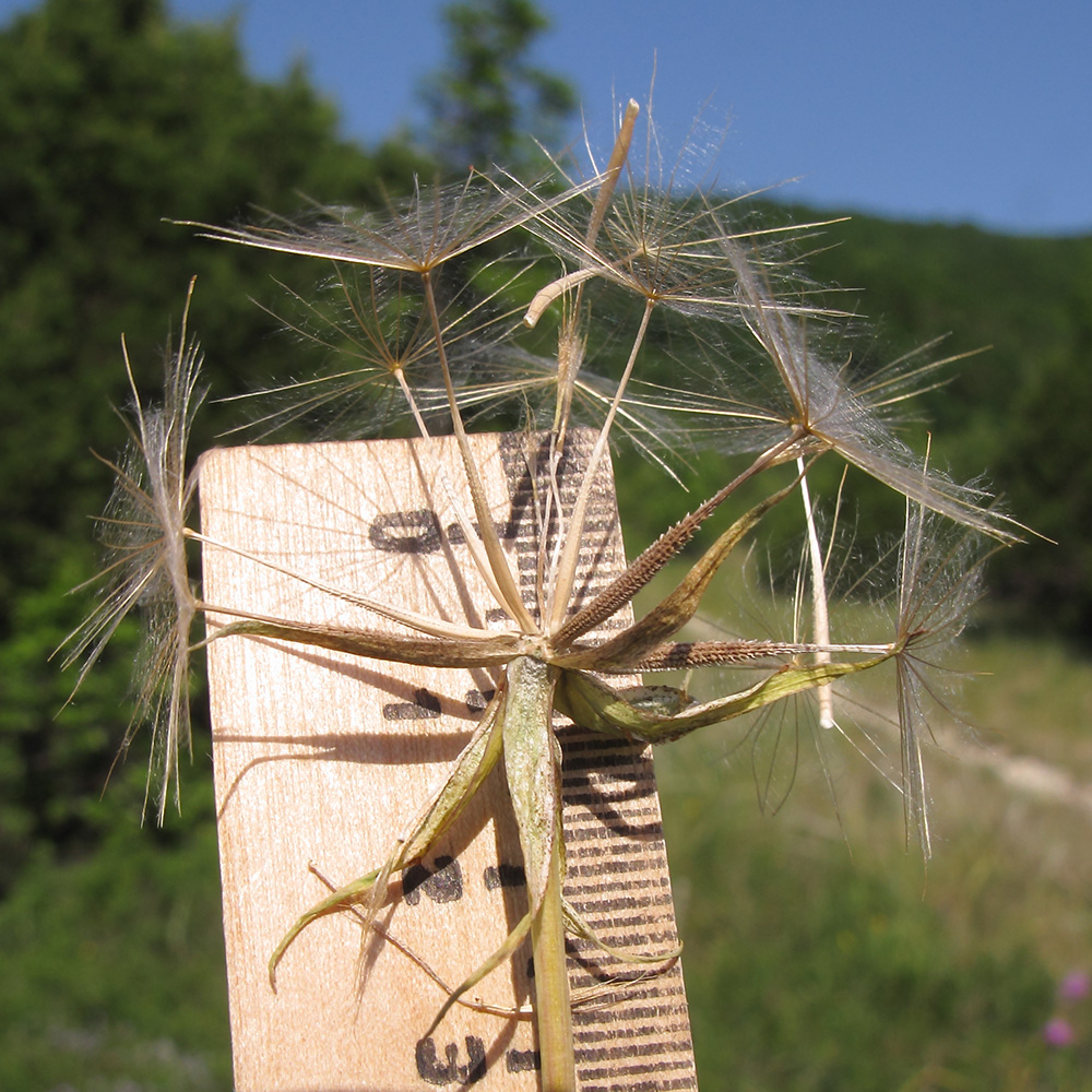 Изображение особи Tragopogon brevirostris.