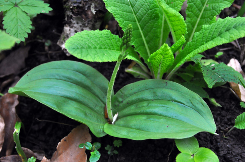 Image of Listera ovata specimen.