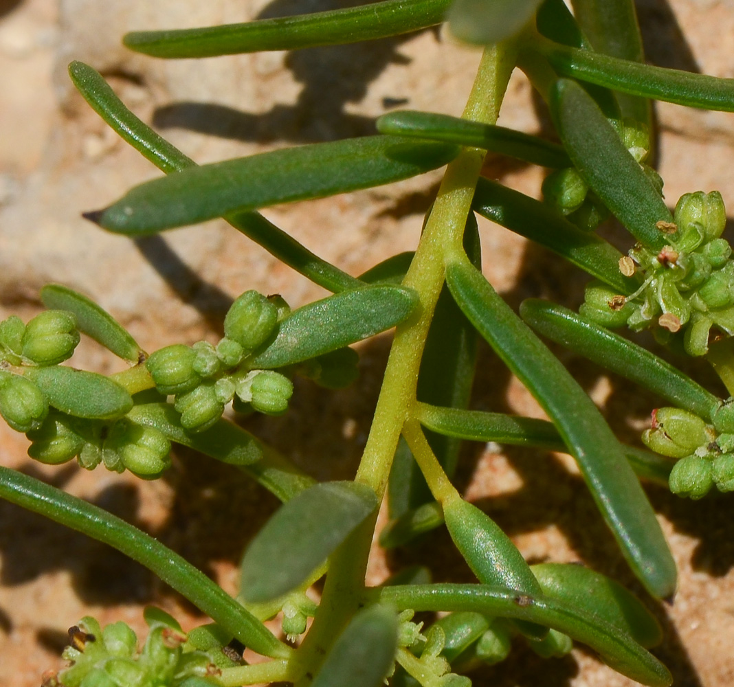 Image of Suaeda monoica specimen.