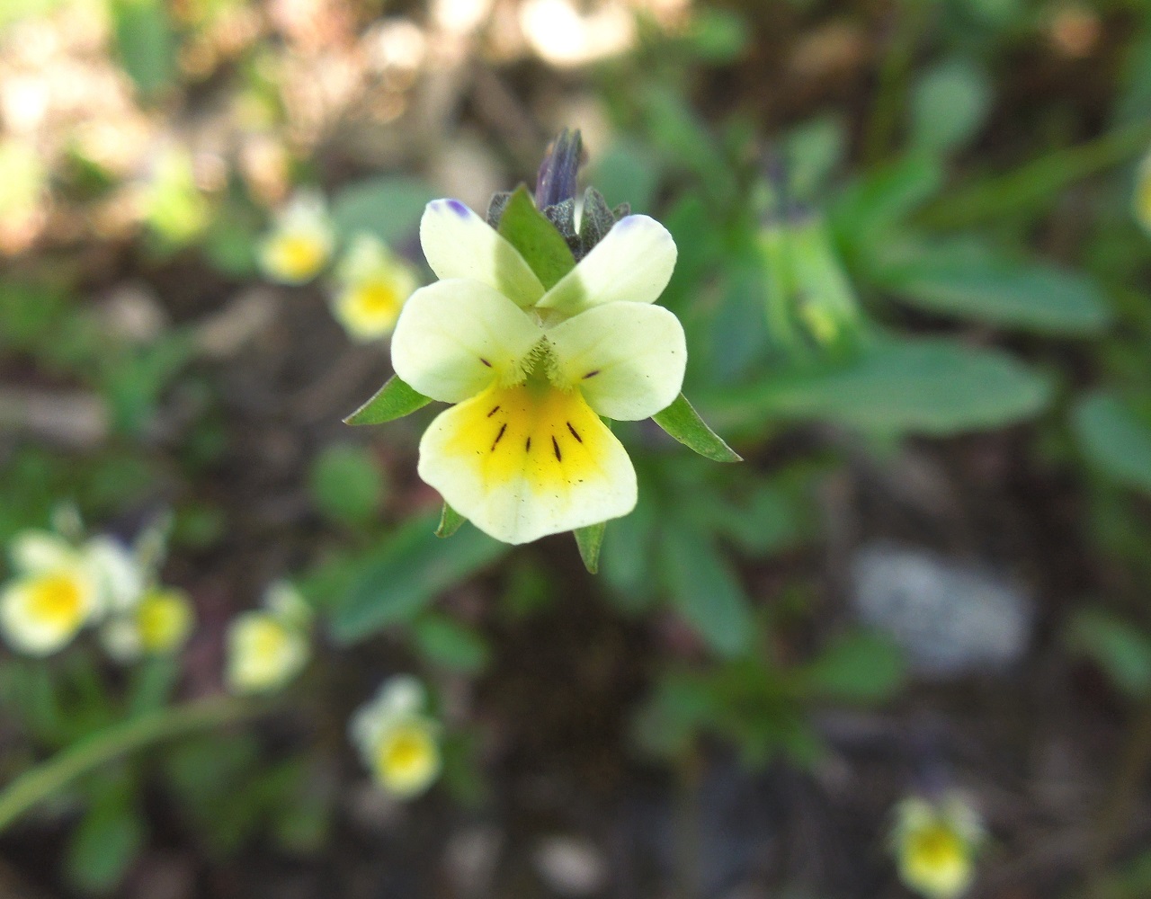 Image of Viola arvensis specimen.