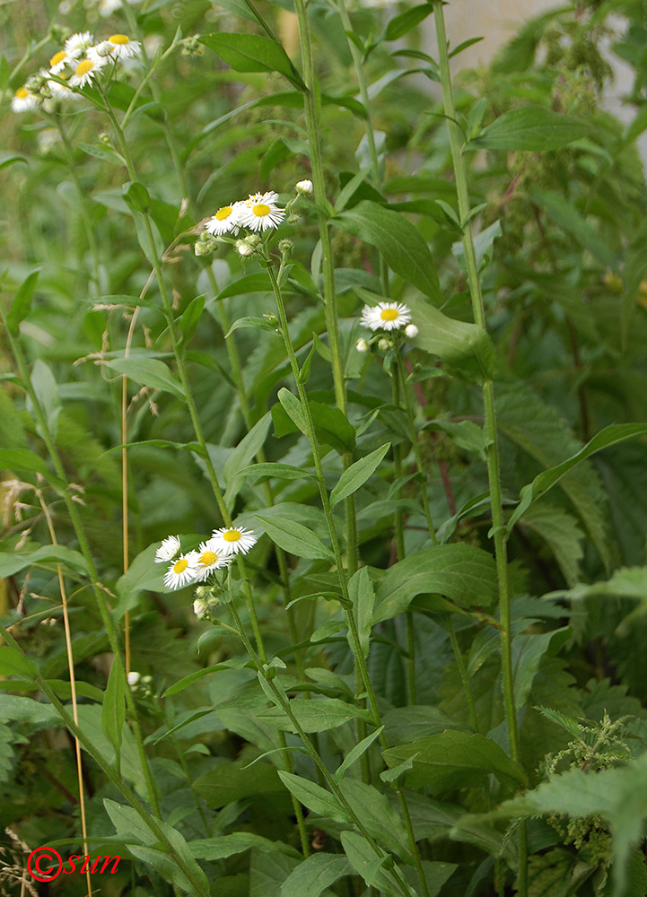 Image of Erigeron annuus specimen.