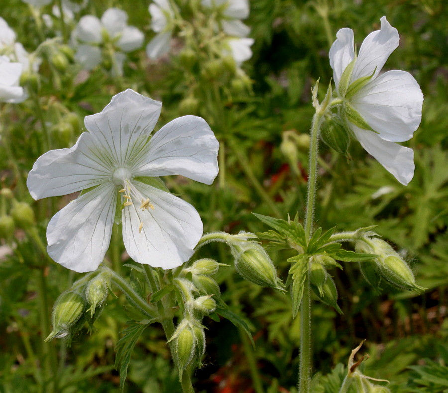 Image of Geranium pratense specimen.