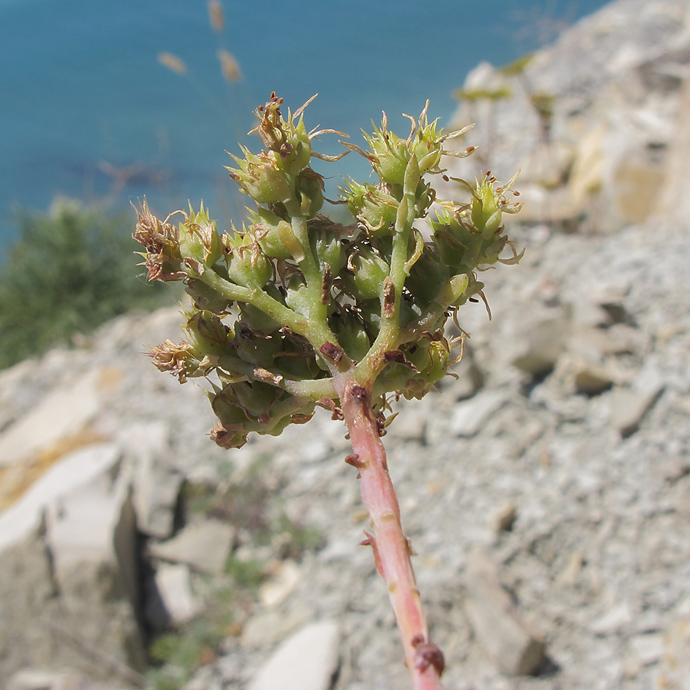 Image of Sedum reflexum specimen.