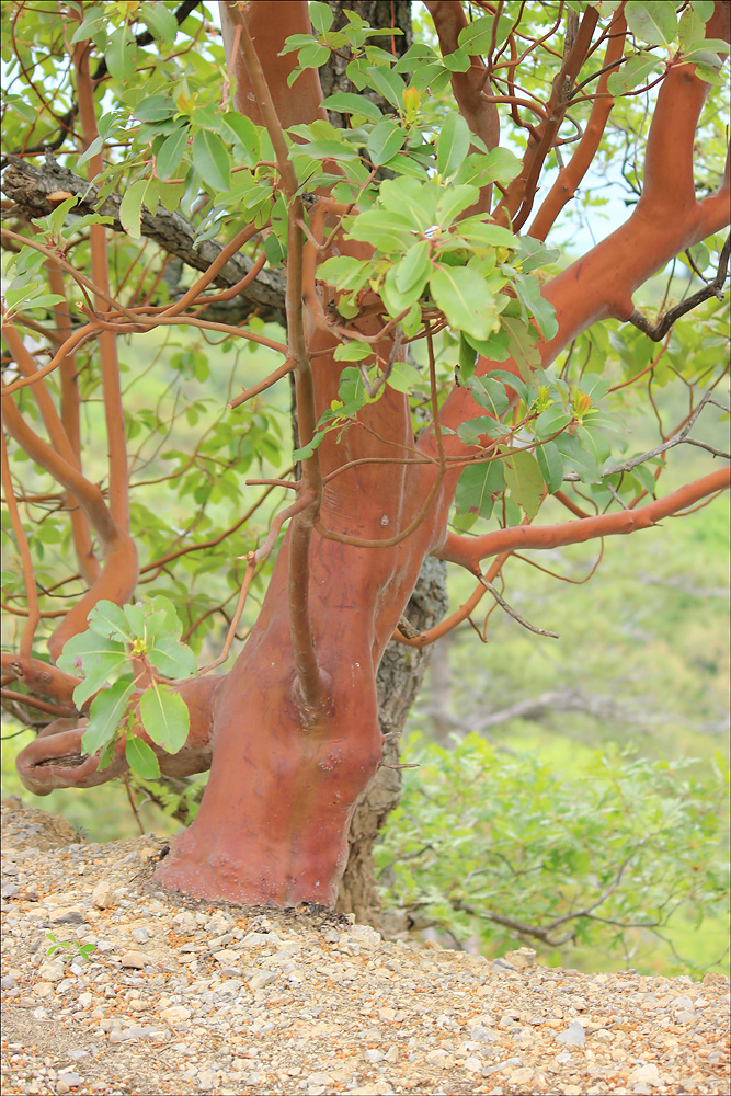 Image of Arbutus andrachne specimen.