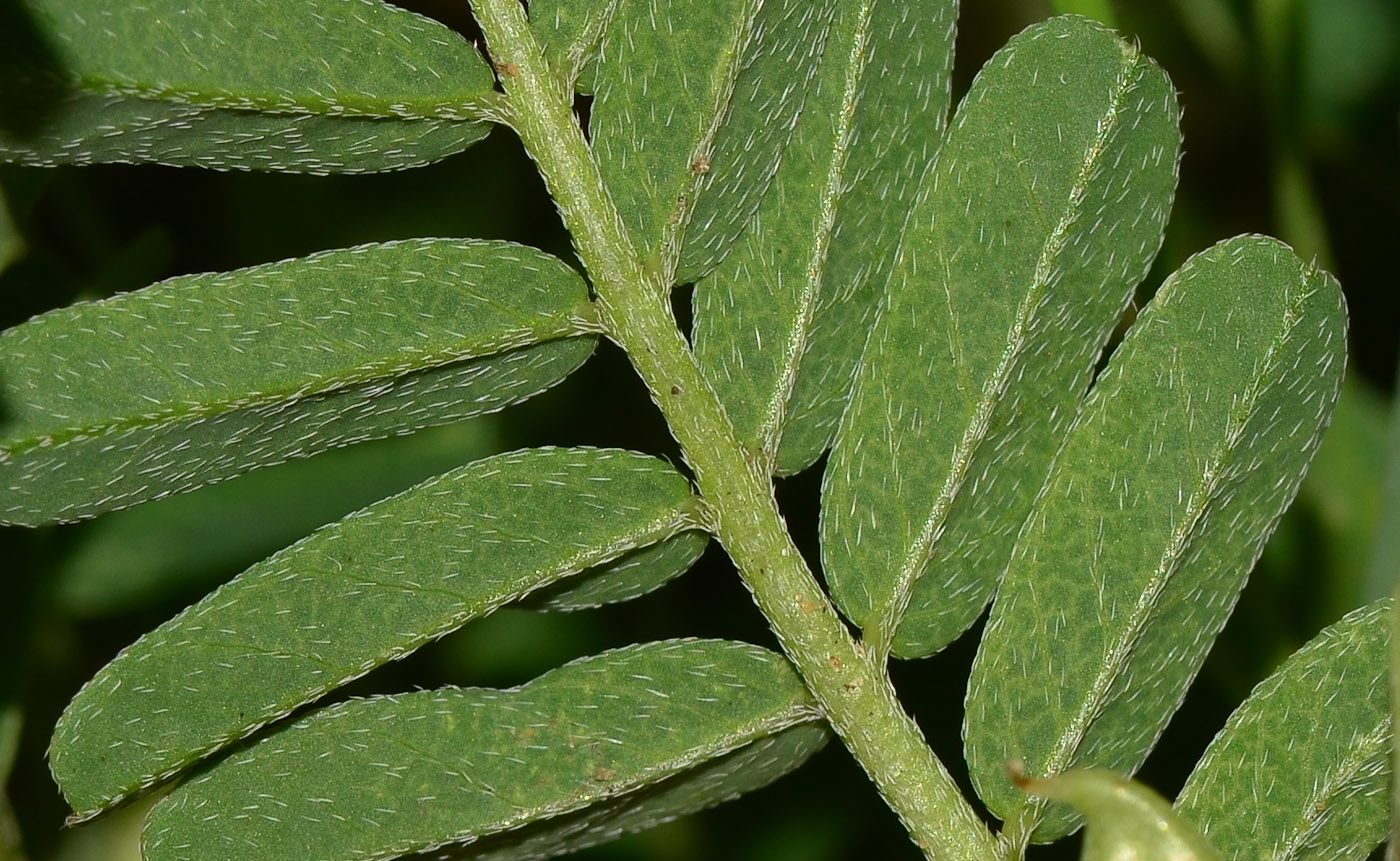 Изображение особи Astragalus boeticus.