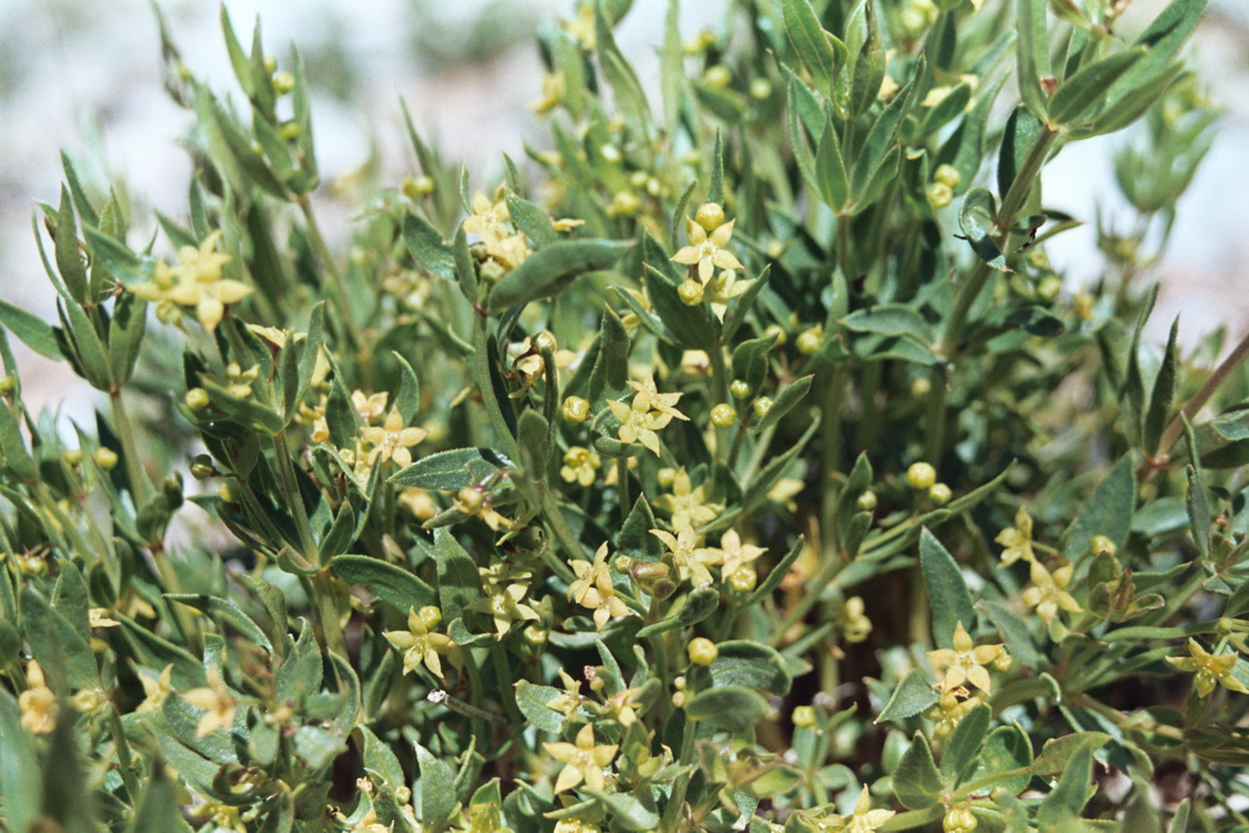 Image of Rubia regelii specimen.