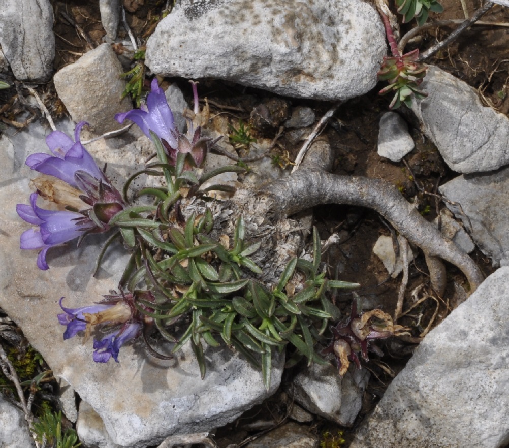 Image of Edraianthus graminifolius specimen.