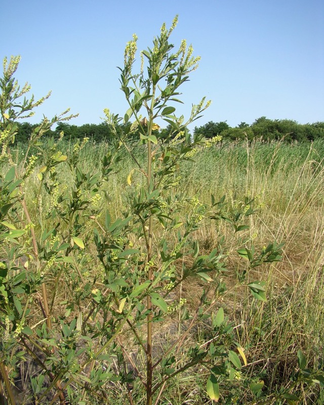 Изображение особи Melilotus dentatus.