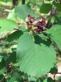 Amelanchier alnifolia