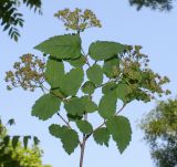 Neillia thyrsiflora. Верхняя часть ветки с соплодиями. Германия, г. Дюссельдорф, Ботанический сад университета. 03.06.2014.