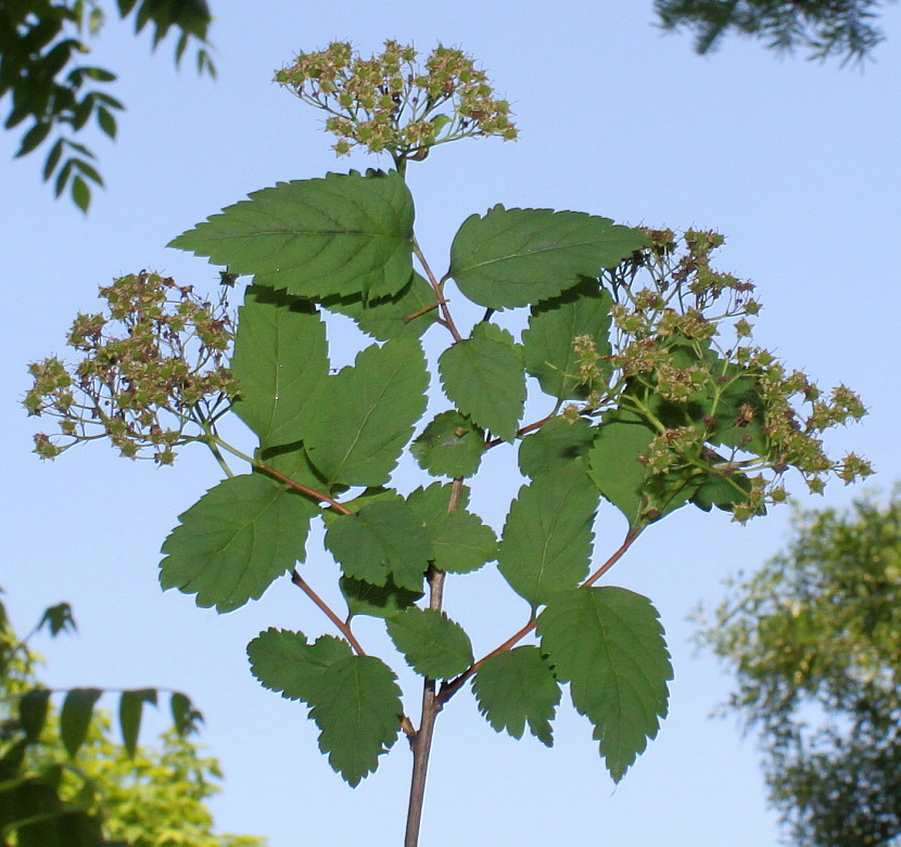 Image of Neillia thyrsiflora specimen.