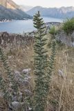 Echium italicum. Верхушка растения с соцветиями. Черногория, Которский муниципалитет, окр. г. Котор. 16.07.2014.