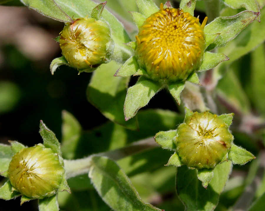 Image of Inula helvetica specimen.