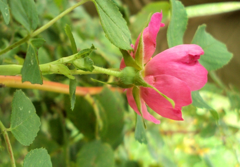 Image of Rosa acicularis specimen.