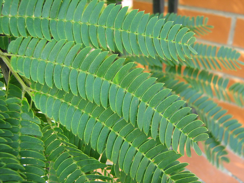 Изображение особи Albizia julibrissin.