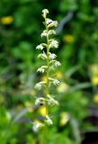 Dactylorhiza viridis. Соцветие. Соловецкие острова, остров Большой Соловецкий. 09.07.2014.