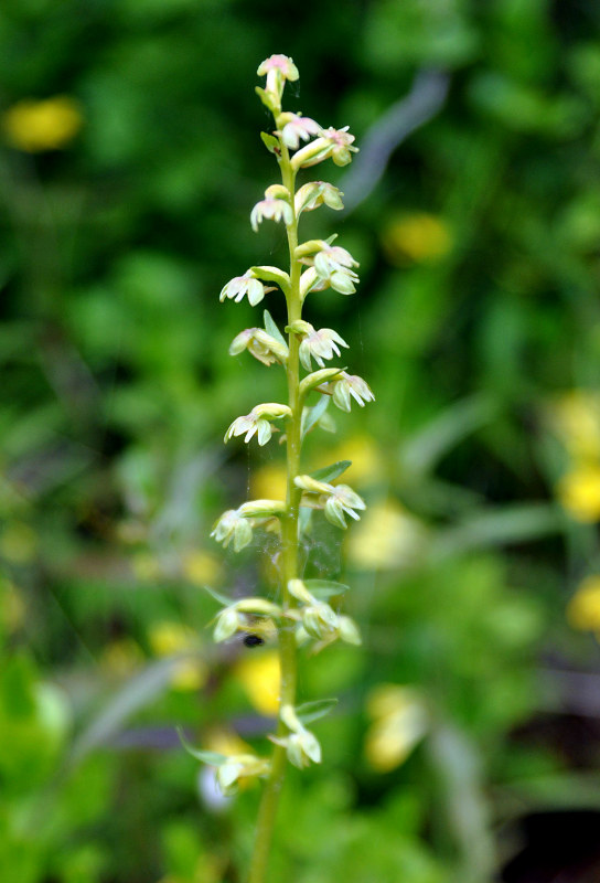 Image of Dactylorhiza viridis specimen.