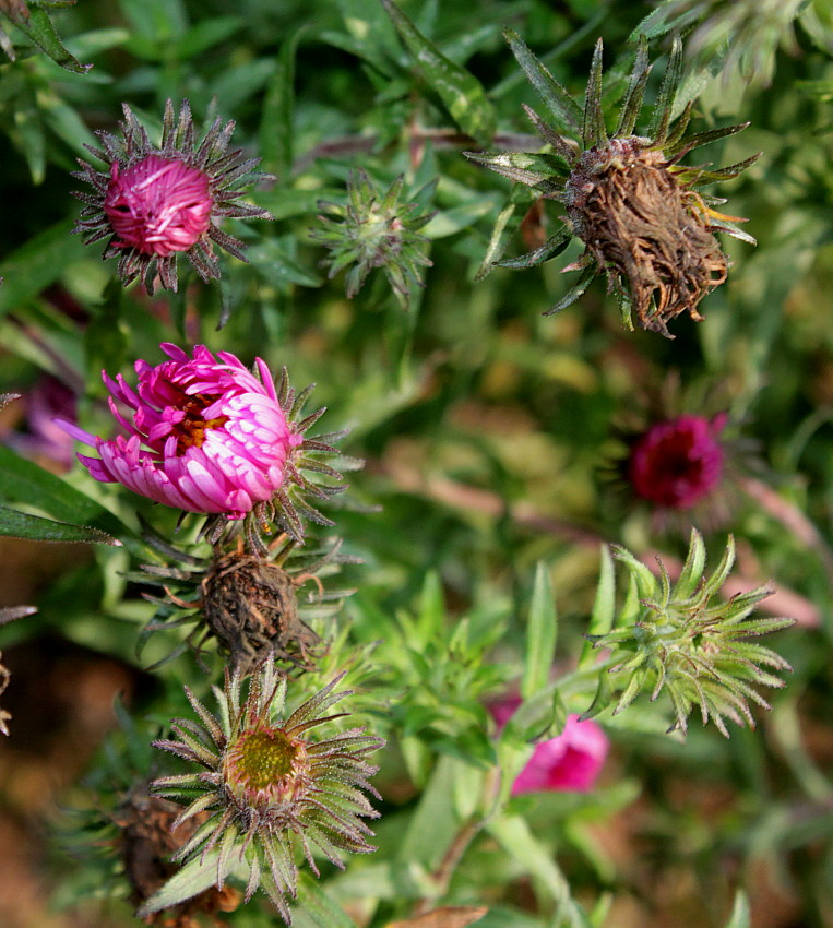 Image of Symphyotrichum novae-angliae specimen.