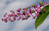 Phytolacca americana. Невызревшее соплодие и лист. Германия, г. Крефельд, Ботанический сад. 06.09.2014.